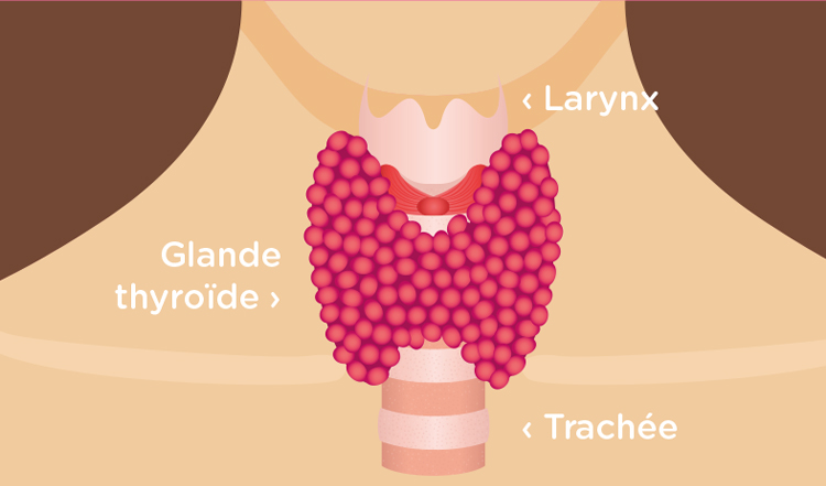 Dessin de la glande thyroïde
