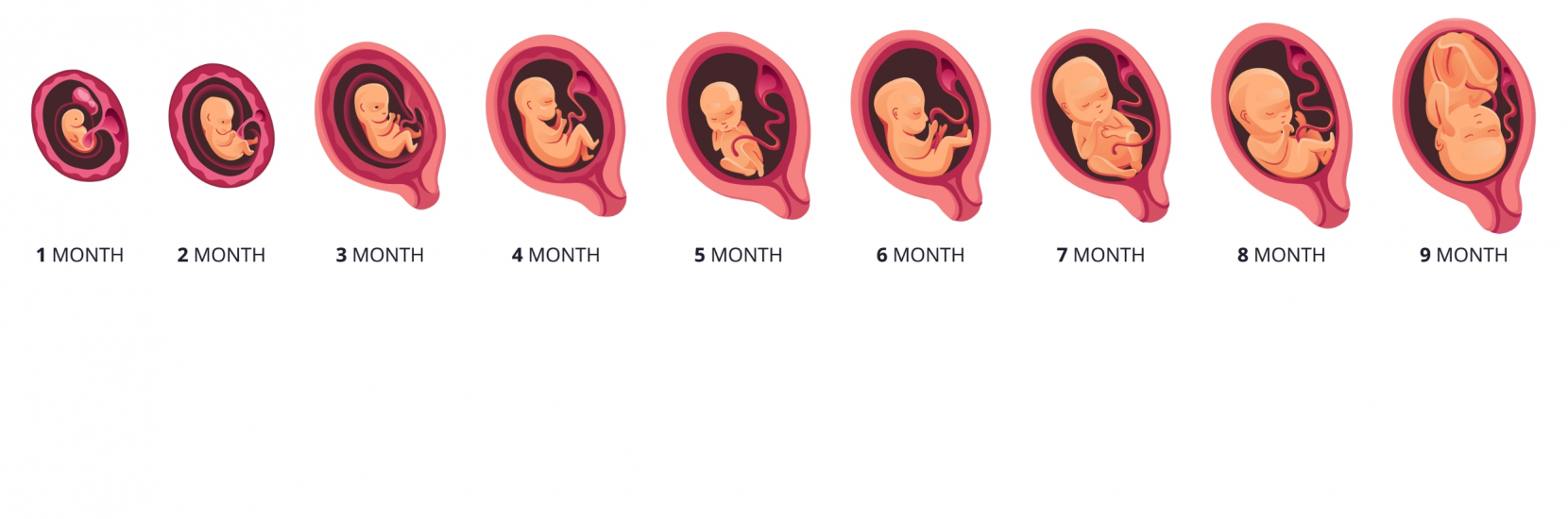 Bébé a 9 mois : le développement du bébé